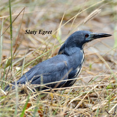 Slaty Egret